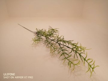 asparagus 60cm