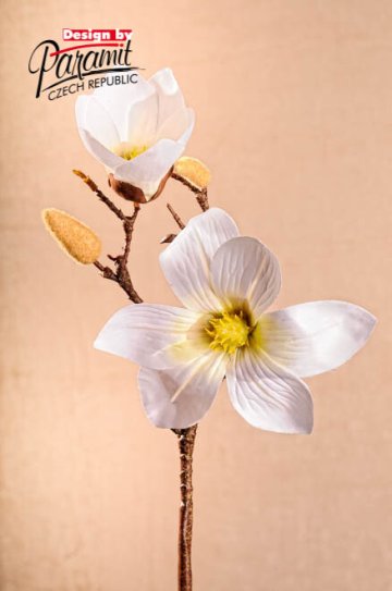 Magnolie 50 cm bílá