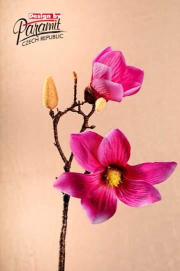 Magnolie 50 cm tmavě růžová