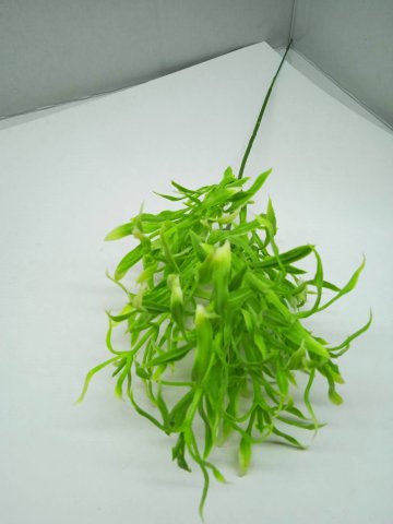 Asparágus mini 36cm