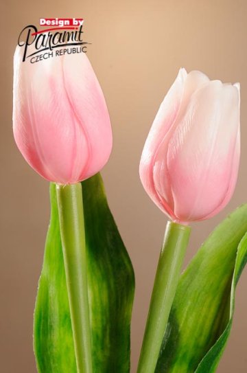 Tulipán sv. růžovo bílý 40 cm F244-P1