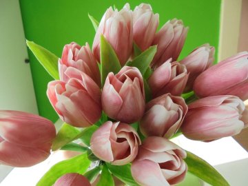 Tulipán tm. růžovo bílý 40 cm F244-P3