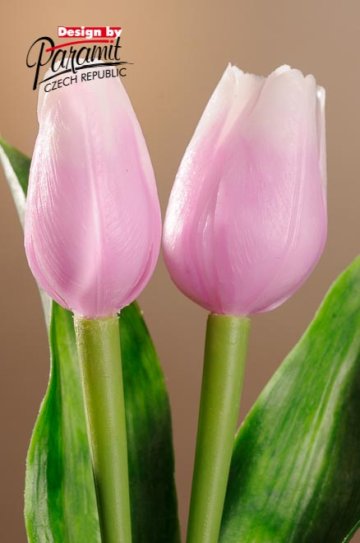 Tulipán sv. fialovo bílý 40 cm F244-L1